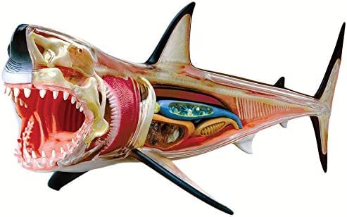 Amazon.com: TEDCO 4D Vision Great White Shark Puzzles for Ages 8 to 12